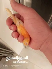  1 طيره حمره للبيع
