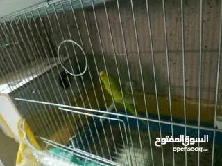 4 طيور حب للبدل او بيع