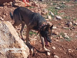  1 ذكر جيرمن سيبل