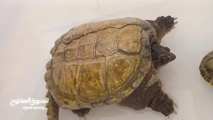  2 Alligator snapping turtle  (سلحفاة نهاشة)