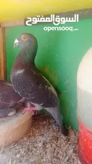  3 جوز مراسليات وفرخين مراسليات .. للبيع