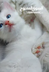  2 قطط مكس شيرازي  شهرين