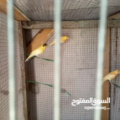  3 كوم كنار للبيع
