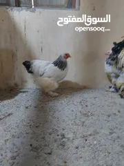  1 دجاج للبيع