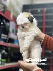  1 Shihtzu puppy