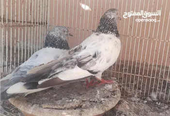  2 حمام بكستاني مطيار للبيع