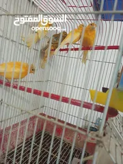  1 كنار مقنبر