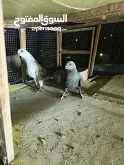  4 حمام مشكل بسعر حرق