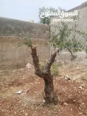  9 كافة الخدمات والأعمال الزراعية بأحدث الطرق العلمية