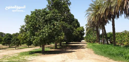  16 مزرعه للبيع في صحار (العوينات) مساحتها7.27 فدان