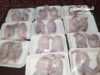  6 طيور فري السمان للبيع في الاردن