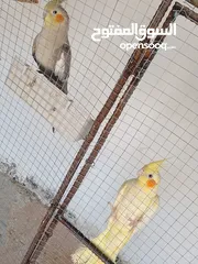  6 عصافير كوكتيل