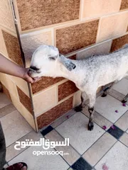  9 بسم الله ماشاء الله اربع روس شامي للبيع