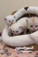 3 Persian kittens