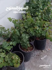  1 شتل بلدي بلدي لحق حالك بدايه موسم زراعه   عمر الشتله سنتين