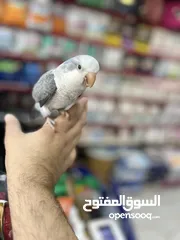  13 كويكر طفرة سينامون أليف راقص لعوب متكلم تابع الوصف للأهمية