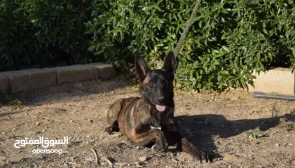  7 جراء بلجن مالينو و الراعي الهولندي (Belgian Malinois & Dutch Shepherd)