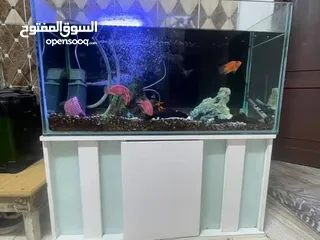  3 حوض سمك للبيع