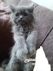  2 همالايا مكس شانشيلا
