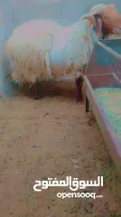  4 كبش للبيع سن جمع نضيف وزنو فوق 120