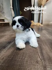  5 Home born Male Shihtzu puppy