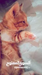  1 بسبوس صغير عمرو حوالي تلات اسابيع لعوب وكيوت و بيوكل طبيعي  اقراء الوصف.....................؟؟.؟؟؟؟