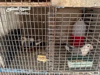  1 أربع جود شغالات للبيع