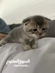  6 قط ذكر من فصيلة سكوتش فولد