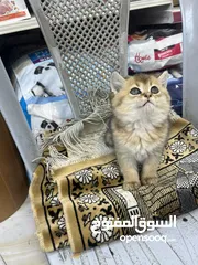  19 مفاجأة سارة عرض خاص جدا جدا على سكوتش ستريت ny12 طفرة نادرة لعبة تبارك الرحمن
