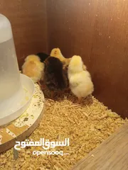  2 صيصان دجاج بلدي ترقيد  عمر  شهر ونص عدد 30 للبيع (الصوص دينار ونص نهائي) الصور  تعبيريه