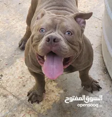  13 AMERICAN BULLY MALE