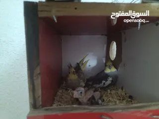  1 جوز كوكتيل شغال للبيع بالصلاة على النبي