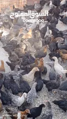  8 فرخات جاج بلدي سوبر