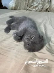 10 قطط سكوتش فولد