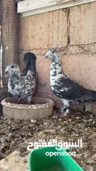  3 جوزين شغلات مكفولا  المسويد تحتيهم فراخ  الكشامره محضن بيضهم