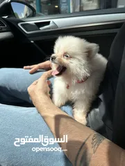  5 كلب بومرينيان بيور تي كب للبيع