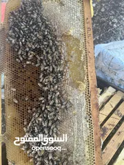  4 مناحل وعسل زهور الشمال خبره السنين نضعها بين يديك