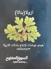  1 ازولا الاردنيه