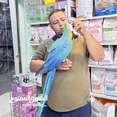  1 كاسكو مكاو كوكاتو امزون