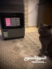  4 قط بريطاني للبيع بسبب سفرلطيف ولعوب وهادء وماخد كافة التطعيمات والحاله الصحيه ممتاز عمره سنه ونصف