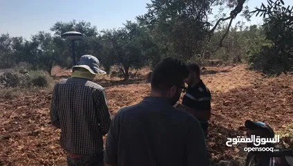  14 أرض للبيع جميلة ومليئة بأشجار الزيتون