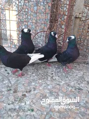  1 متاح جواز حمام شغالين  نجفي تكلجي