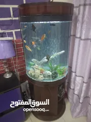  2 fish aquarium