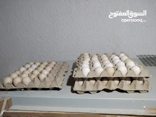  5 بيض بلدي منزلي مكس مخصب Fresh fertilized eggs mix