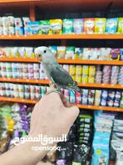  2 طير روز فرخ صغير فطم حديث ، عبارة عن لعبه بايدك مافي عضة بتاتاً مناسب للاطفال