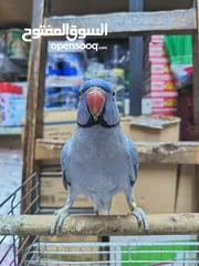  13 ببغاء دره لون ازرق طفره