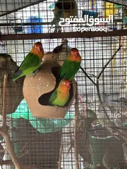  3 طيور فيشر (مانجو) الجميله للبيع