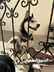  4 هاسكي بيور