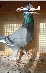  6 حمام نخب بيع او  بدل