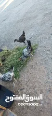  3 ديوك فيومي